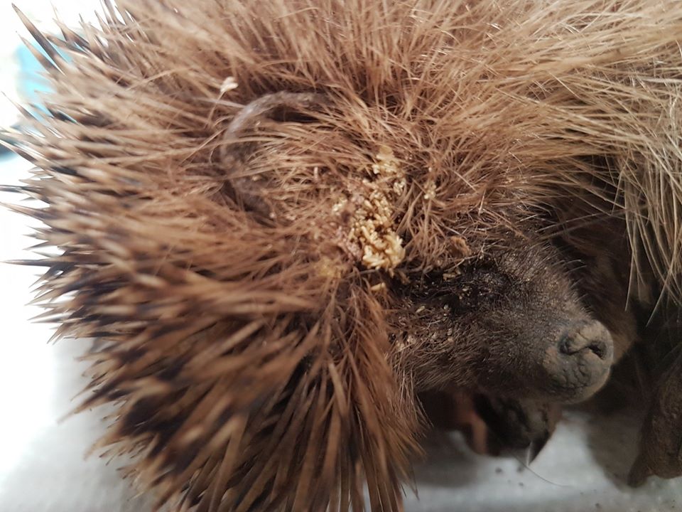 Igel1 11APR20