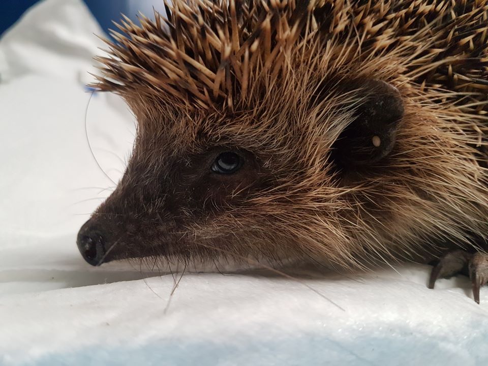 Igel2 11APR20