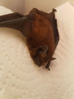1_Fledermaus