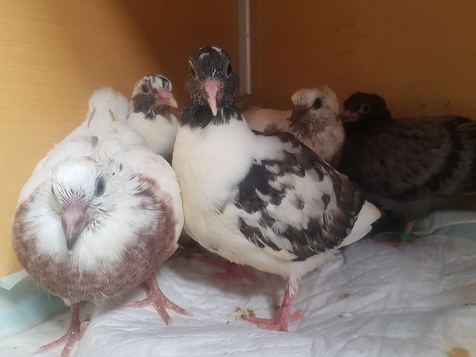 4 neue Tauben