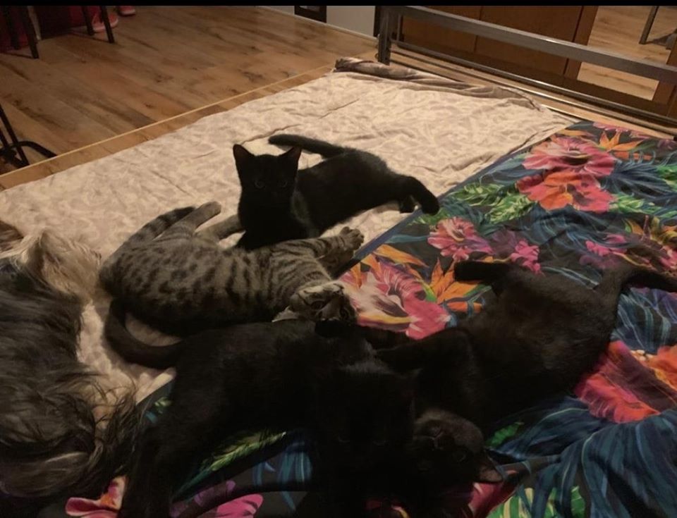 Katzen aus Waldstck