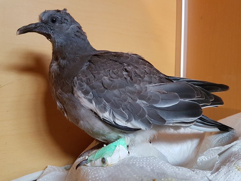 Taube mit Lhmung