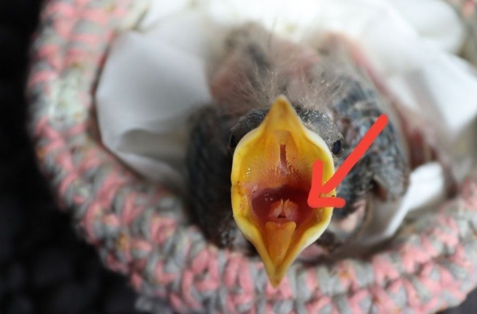 Wasserverabreichung Vogel