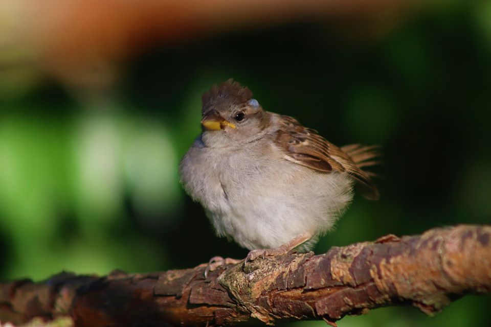 Wildvogel2