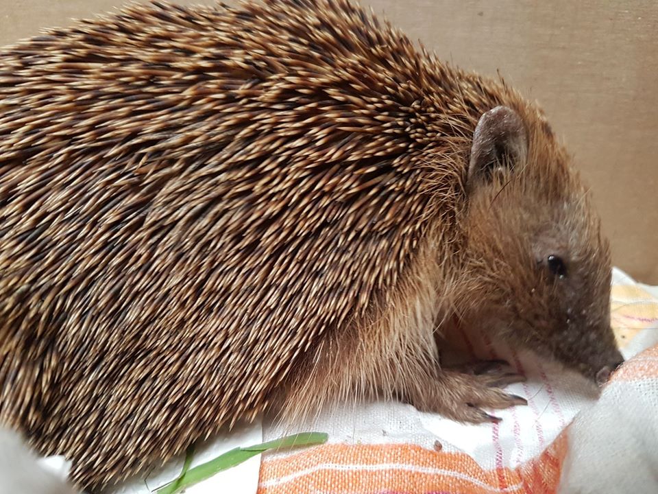 unverletzte Igelin