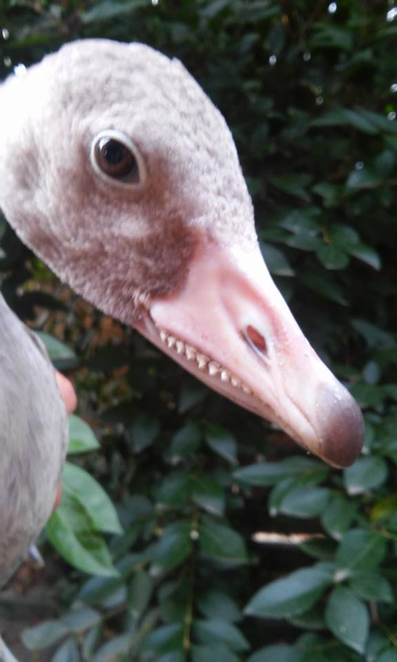 201609 gans zahnproblem