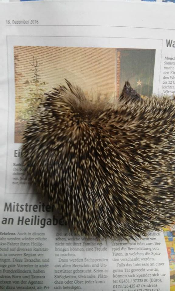 201612 Igel Nr14
