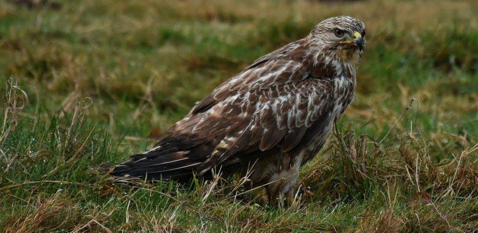 201701 greifvogel in not
