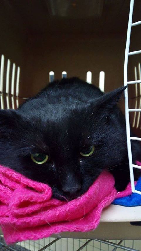 201701 wilder kater