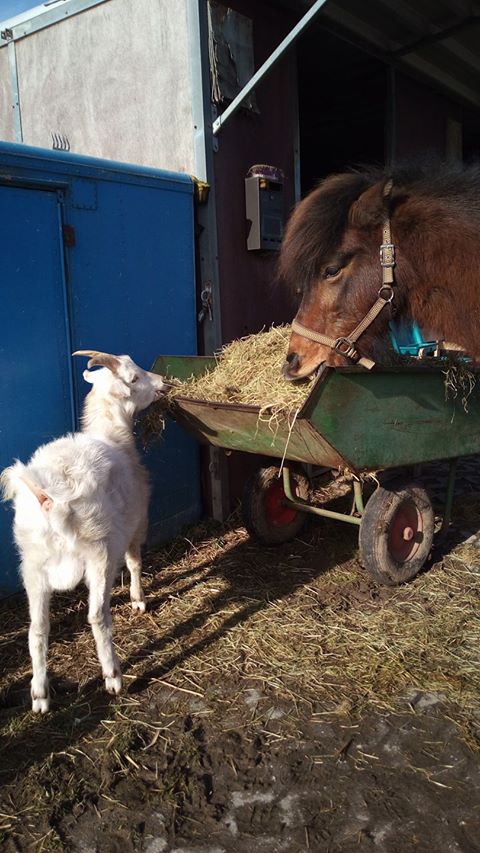 201702 hennes tigull