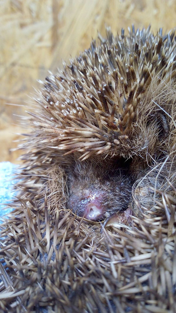 201704 verletzter Igel