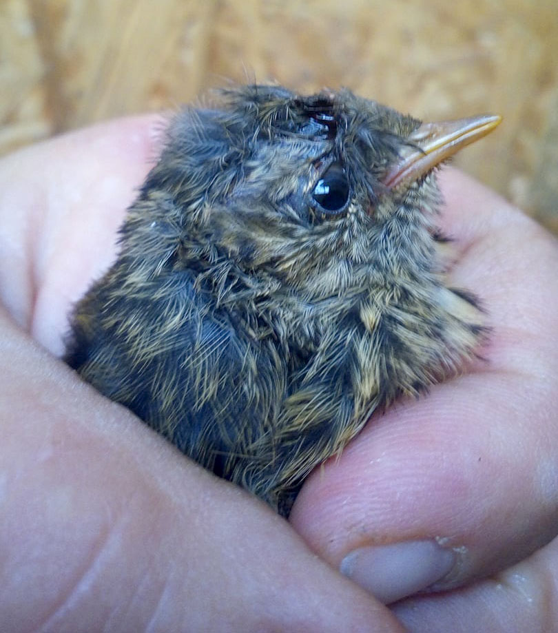 201705 Jungvogel 1