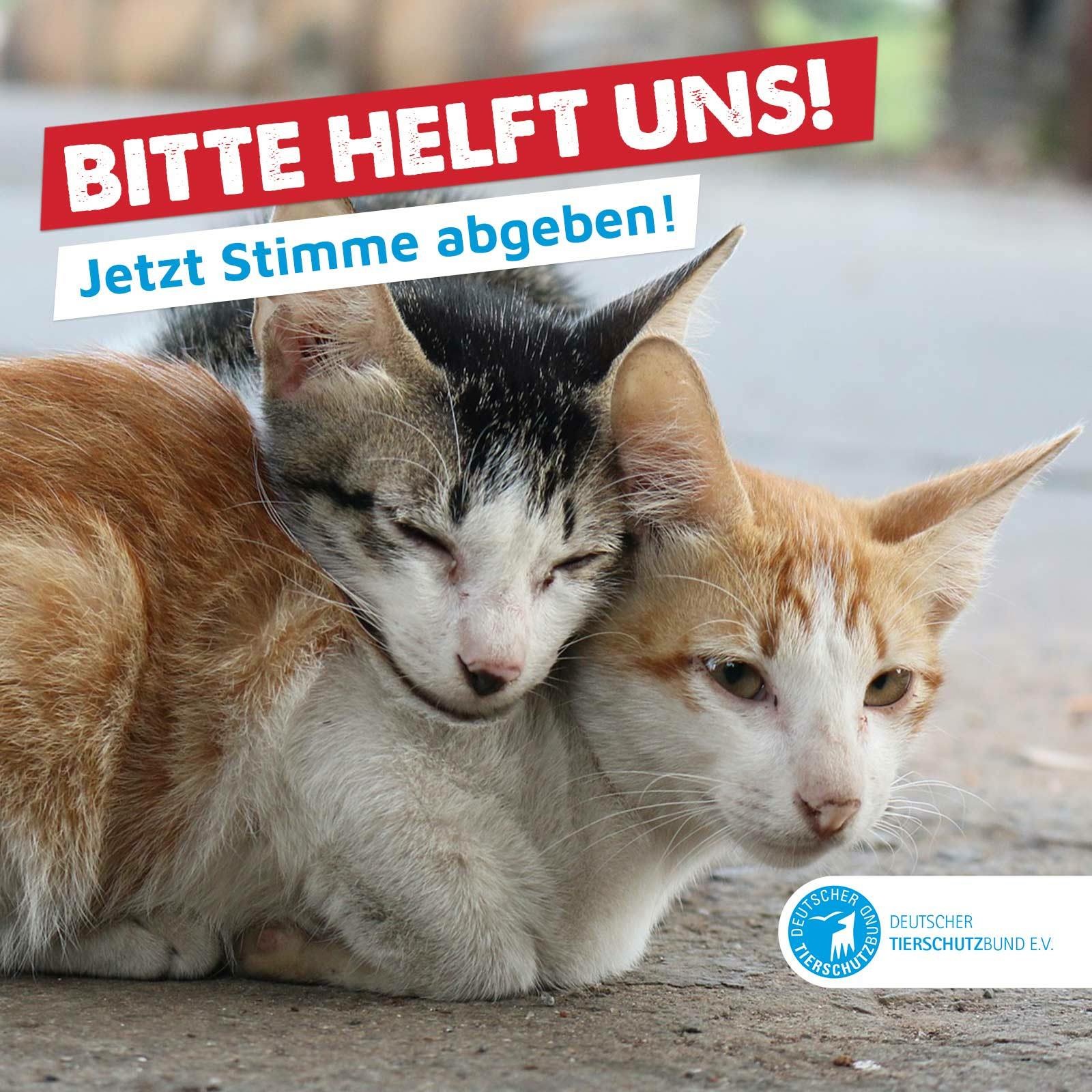 201705 Katzenschutzverordnung