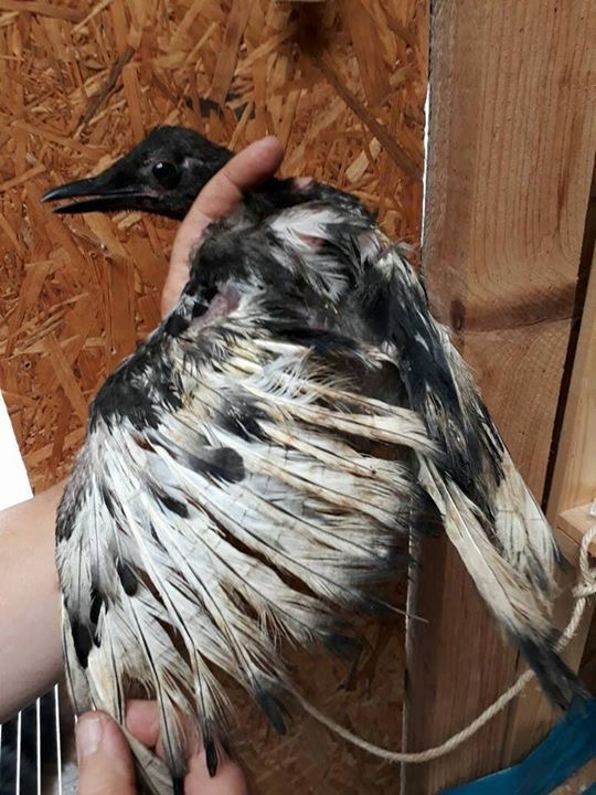 201707 Rabenvogel 1
