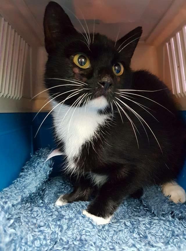 201709 Jungkatzen 4