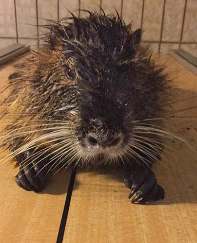 201709 Nutria 2