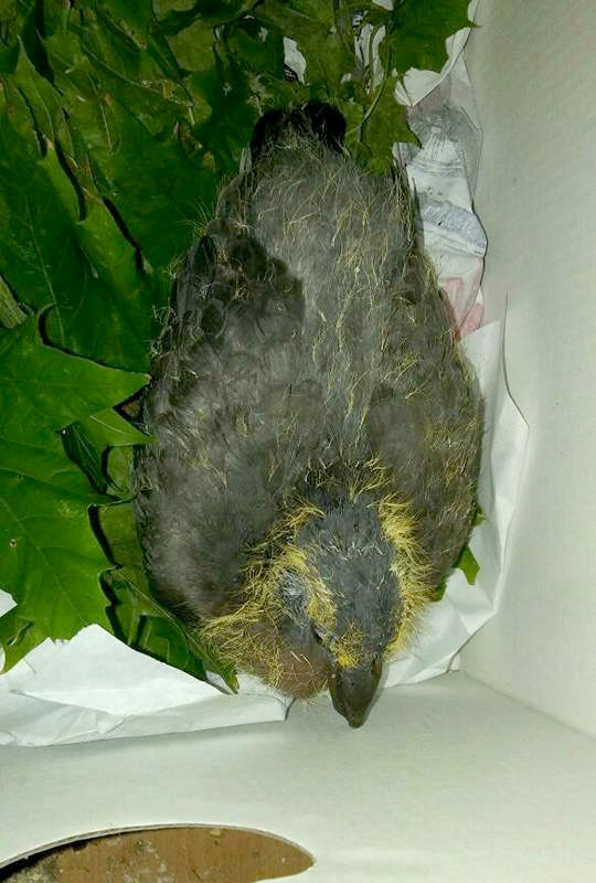 201709 Vogelzugaenge 5