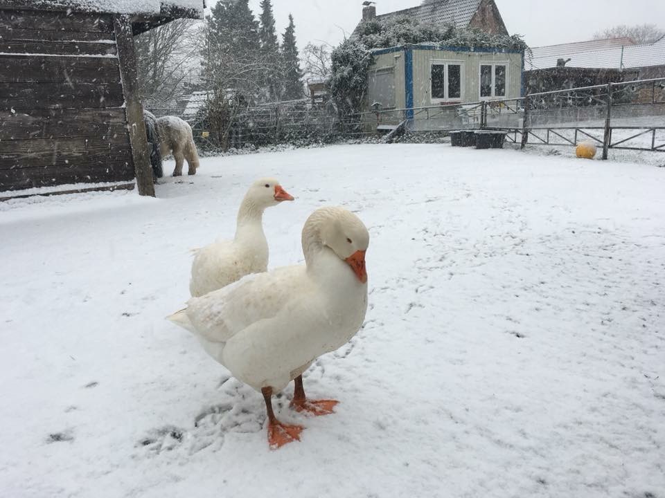 201712 Schneetag 6