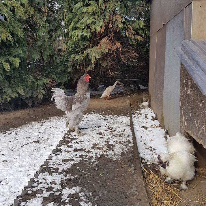 201803 Brahma Hahn