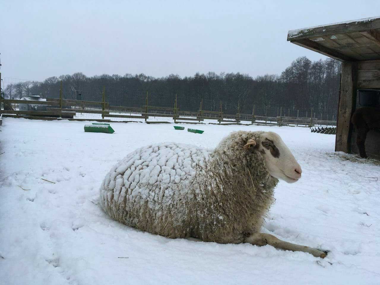 201803 Smilla Schnee