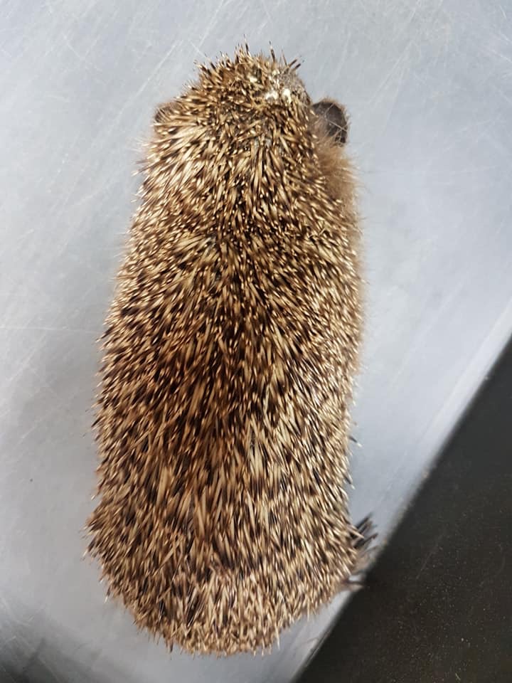 201804 Igel 1