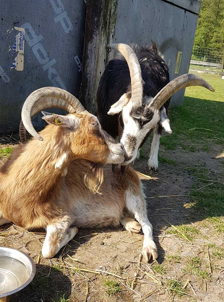 201805 Chicco Jolanda
