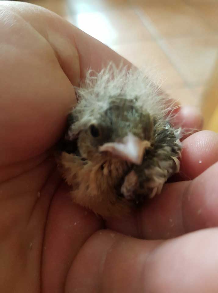 201805 Nestling