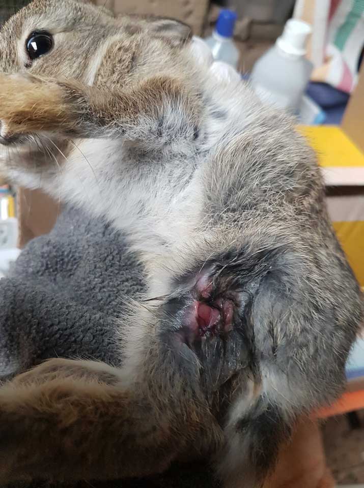 201805 Wildkaninchen