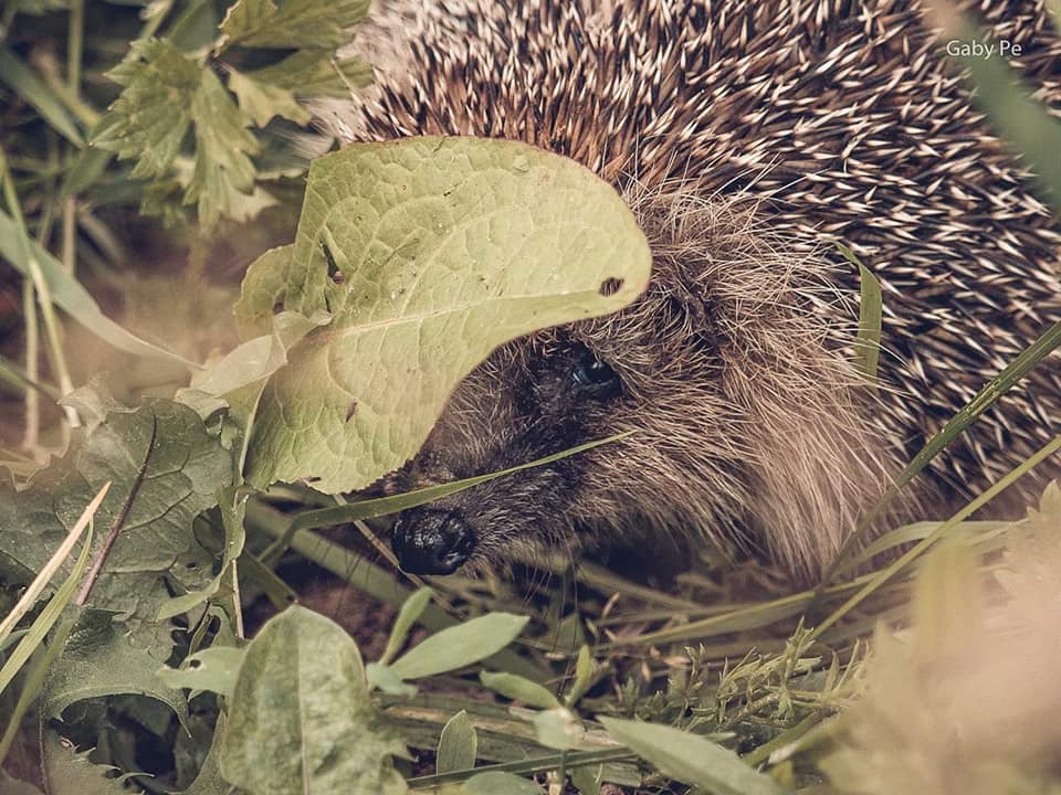 201806 Igel Frei 2