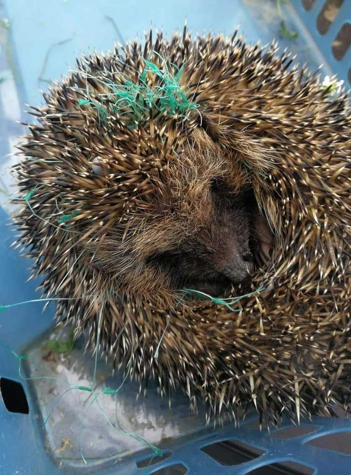 201806 Igel Netz