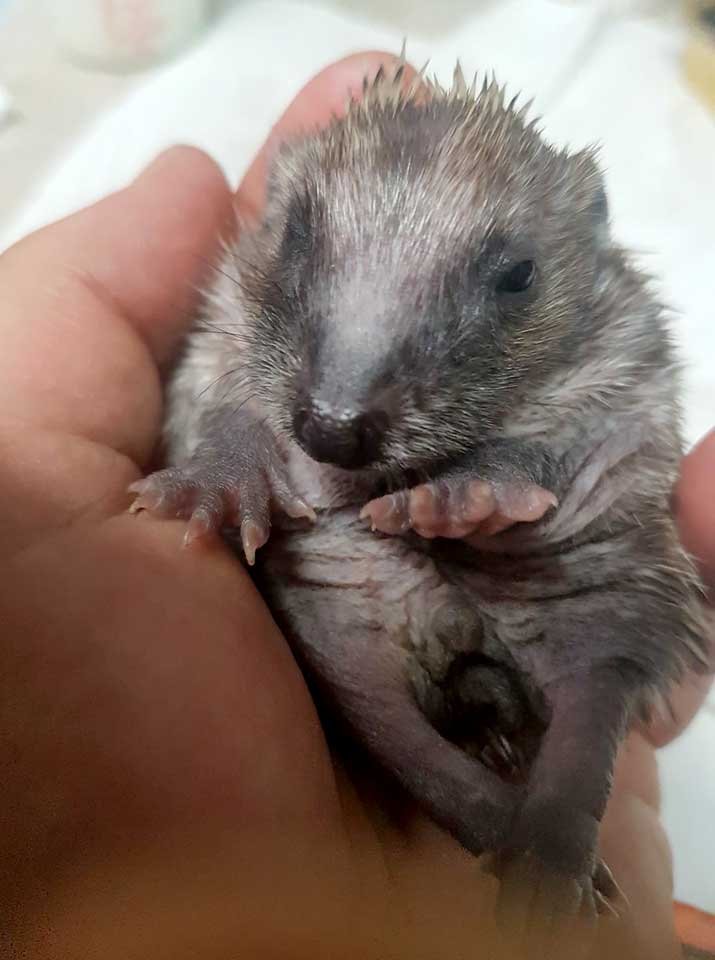 201806 Igel niedlich