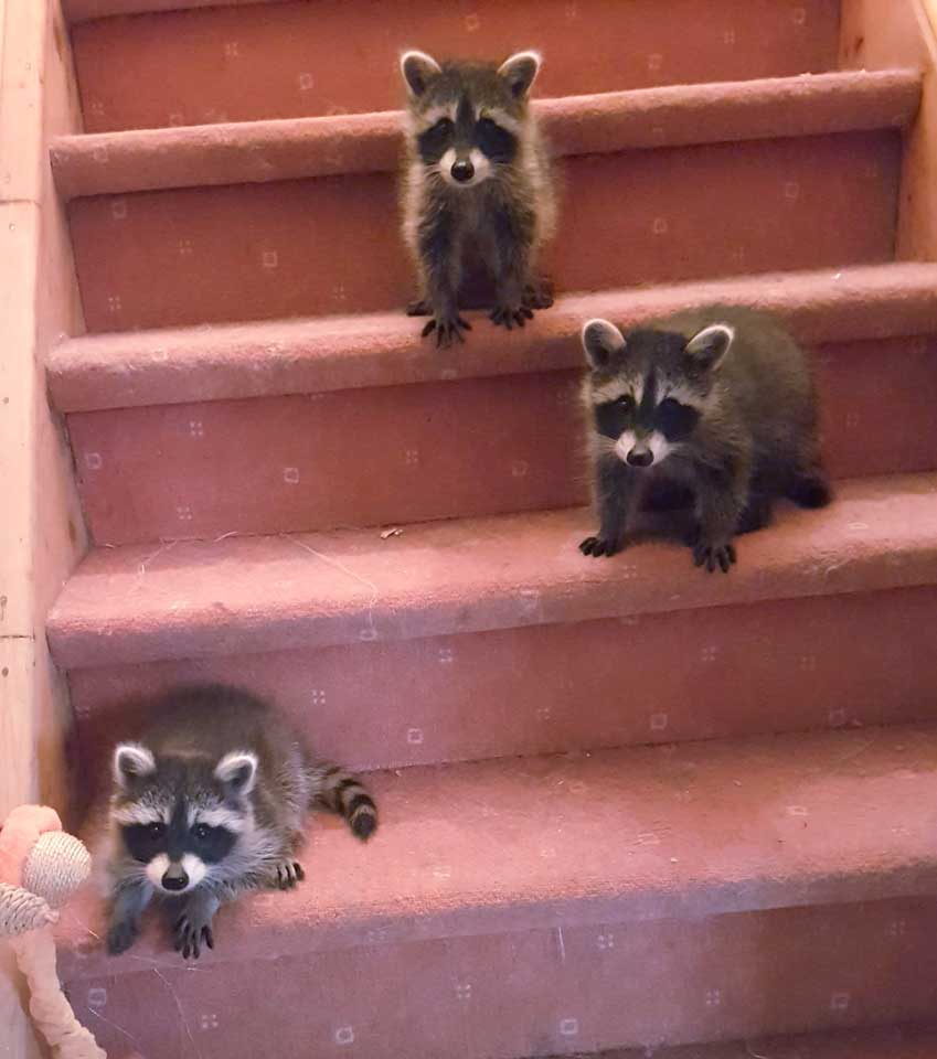 201806 Wachbaerentrio