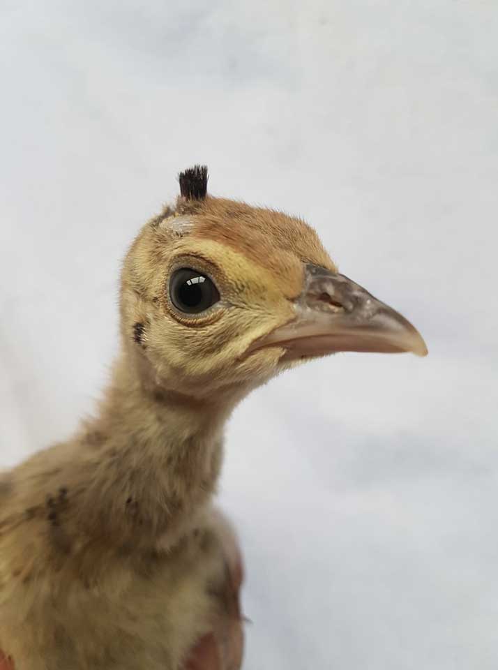 201807 Pfauenkueken