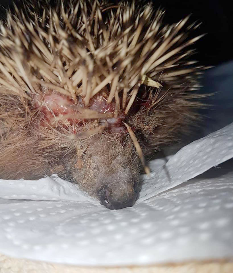 14. Juli 2018