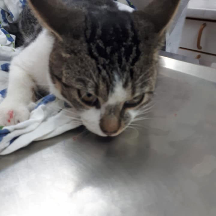 201808 Unfall Kater 1