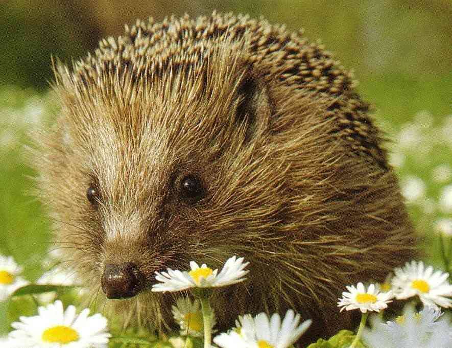 igel