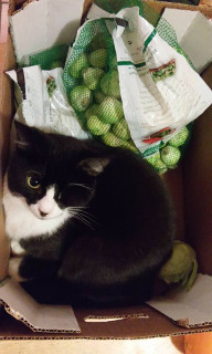 Maja