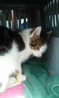 fundkatze