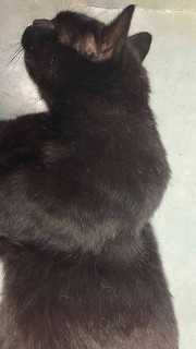 201609 gismo 1