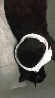201609 gismo 2