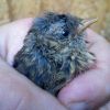 Jungvogel