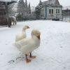 201712 Schneetag 6