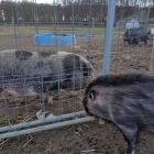 201803 Rosi Schweine