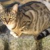 Filou