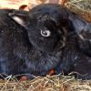 Kaninchen