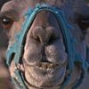 Lama-Paul