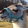 Lama Paul 2